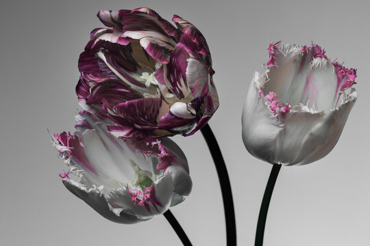 gray tulips on a gray background, petals with purple stripes, studio shot.