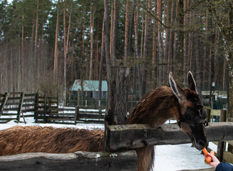 A child feeds carrots to a llama from his hands in a zoo in winter. Long haired brown llama.