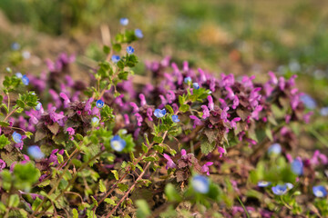 Bright blue wall speedwell or corn speedwell or common speedwell or rock speedwell Veronica arvensis with Lamium purpureum flowers close up