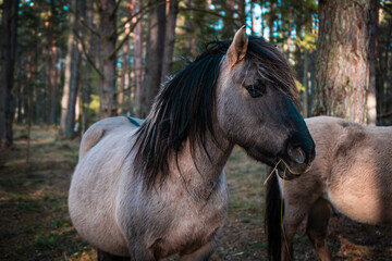 Obraz na płótnie Canvas Close-up of a well-groomed gray horse in a forest in Latvia. There are other horses in the background.