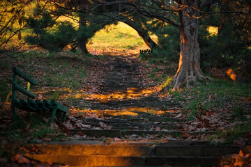 Nature park. Stone steps. A tunnel of trees. Beautiful light of the setting sun.