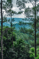 Pines in mountains tropical forest at morning