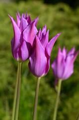 beautiful unusual lilac tulips in the garden