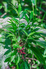 Exotic flowers in wild wood Dominican Republic