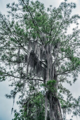 Hanging moss on pines in wildlife jungle