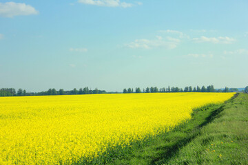 yellow flowers field in Ukraine
