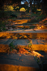 Obraz na płótnie Canvas Nature park. Stone steps. A tunnel of trees. Beautiful light of the setting sun.