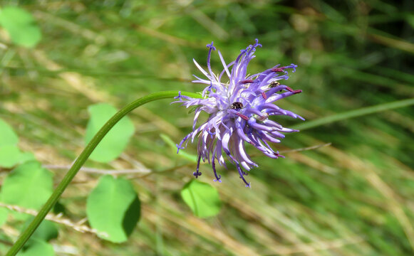 Wild flower of the genus Phyteuma, blue in color, commonly called "Blue Horn", in spring
