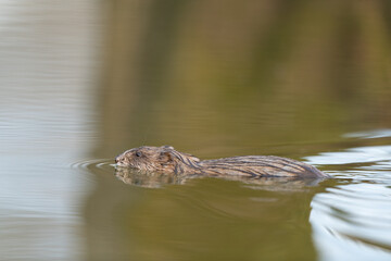 Muskrat swimming in a lake