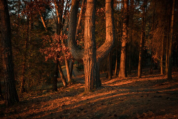 A tree in the form of a trident. Nature park. A mystical place. The light of the setting sun. The mysterious forest.