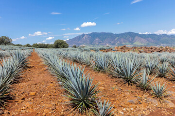 Landscape of agave plants to produce tequila