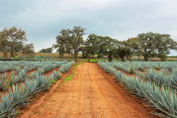 Landscape of agave plants to produce tequila