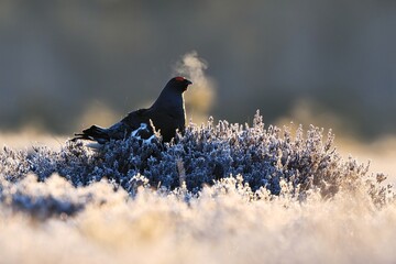 Black grouse early in the spring with breath fume
