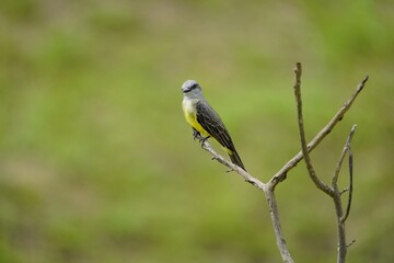 Tropical kingbird (Tyrannus melancholicus) is a large tyrant flycatcher. Tyrannidae family. Amazon rainforest, Brazil