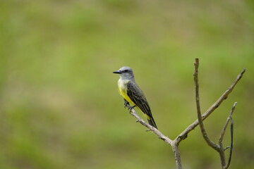 Tropical kingbird (Tyrannus melancholicus) is a large tyrant flycatcher. Tyrannidae family. Amazon rainforest, Brazil
