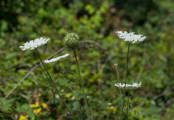 Daucus carota, wild carrot, bird's nest, bishop's lace, Queen Anne's lace, is a white, flowering plant in the family Apiaceae.