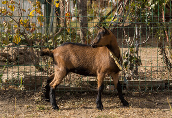 Alpine goat. A pet is grazing near the fence. The young female looks around warily.