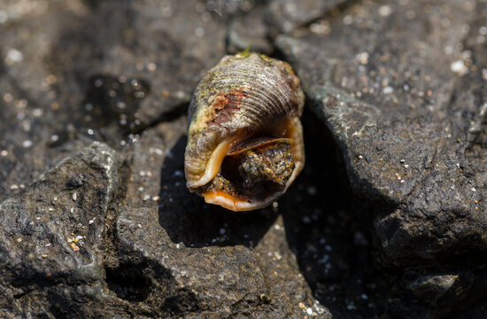 Rapana venosa, common name the veined rapa whelk, a marine gastropod mollusc or whelk, in the family Muricidae, the rock shells.