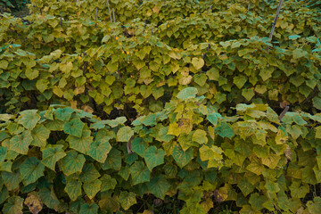 Green cucumber plants thrive to produce high quality cucumbers for daily nutritional needs
