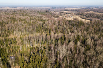 Aerial view of forest in sunny spring day, Latvia.