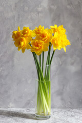 Beautiful bouquet of yellow daffodils in a vase against a gray wall. Flower arrangement. Spring. Greeting card for the holidays