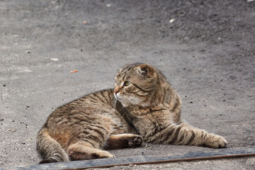 The cat walks in the courtyard of the house. Spring.