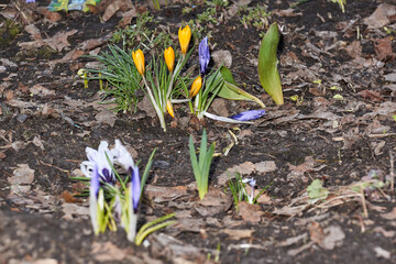 Crocuses bloom on the lawn in the garden. Saffron or Crocus (lat. Crocus) is a genus of perennial tuberous herbaceous plants of the Iris family (Iridaceae).