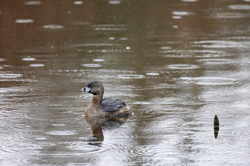 Pied-billed Grebe
