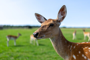 Fototapeta premium Protective fallow deer, dama dama, doe watching around and guarding little cute fawn in nature. Concept of animal family. Female mammal on meadow with grass close to young spotted offsrping.