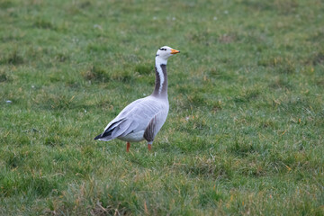 Bar headed Goose in the Netherlands.