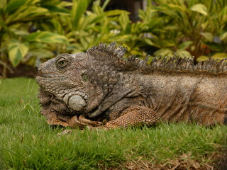 Green iguana (Iguana iguana) resting on lawn in Seminario Park (Parque de las Iguanas), Guayaquil, Ecuador