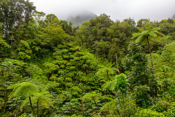 Tropical tree ferns in the Martinique rainforest