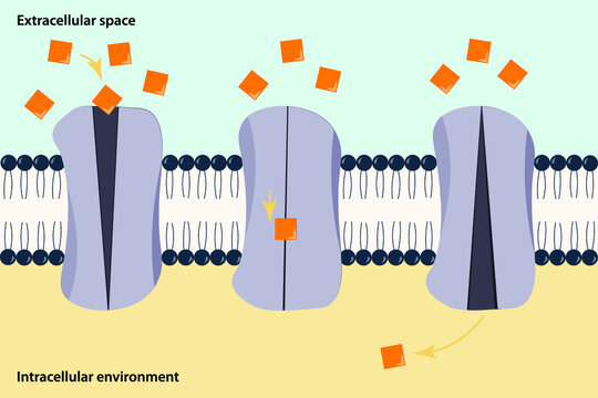 Scheme of facilitated diffusion in cell membrane. Facilitated diffusion involves the use of a protein to facilitate the movement of molecules across the membrane.