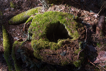 Old mossy stump with hole in the middle in the forest. Sunny day.
