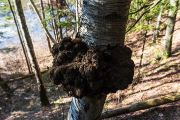 Birch tree trunk with big burl in sunny spring day, Ivande, Latvia.