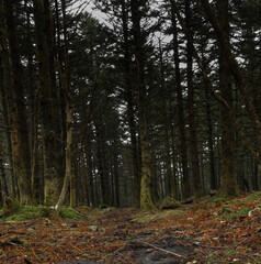 Path through a dark, moss covered forest of tall trees.