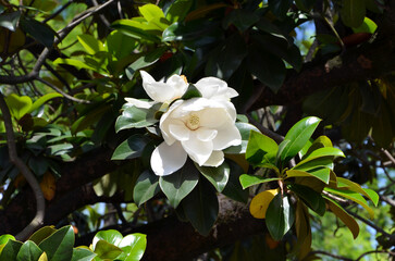 blooming magnolia tree with white flowers on a sunny day © Viktoriia Kolosova