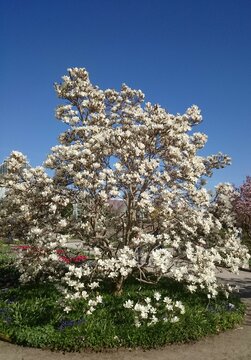 cherry tree, blossom in spring