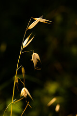 dry reed in the wind