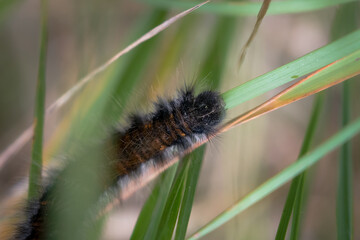 A caterpillar insect moves on an ear of grass, a strange insect from which a moth or butterfly will grow, a hairy insect