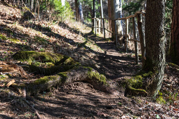 Forest with large trees, a walking trail and wooden handrail on a sunny spring day, Ivande, Latvia.