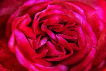 Obraz premium Close-up de rosa pequeña