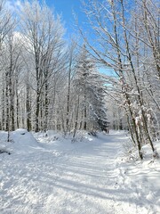 Zimowe, piękne  mroźne pejzaże w okolicy góry Ślęża. Niebieskie niebo i zamarznięte drzewa.