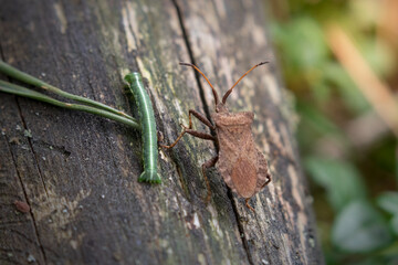 Sports competitions, a race of two insects on a tree trunk, two insects going in the same...