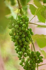 Racimos de uvas verdes