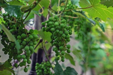 Racimos de uvas verdes
