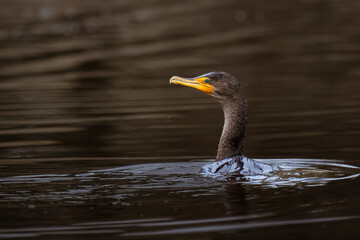 2022-03-17 A CORMORANT SWIMMING WITH A WATER WAVE AROUND THE BASE OF ITS NECK WITH A NICE GREEN EYE AND A BLURRY BACKGROUND