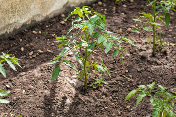 Small home garden with vegetables growing for self sustainability