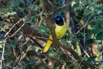 green jay south Texas