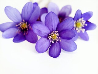 purple flowers isolated on white background 